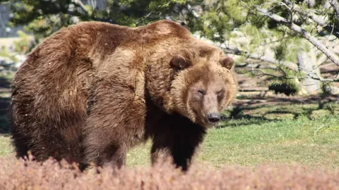 籃網交易季高潮启幕，托马斯能否成为字母哥的得力助手？